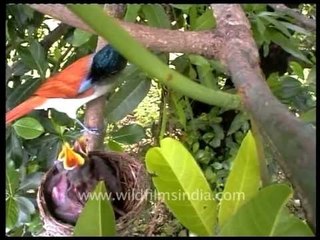 Paradise Flycatcher (Terpsiphone paradisi) at its nest
