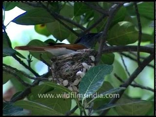 Paradise Flycatcher