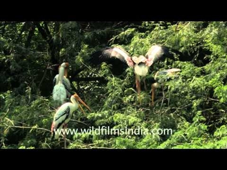 Group of Painted storks in Delhi Zoo