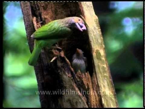 Large Green Barbet nesting in the middle of New Delhi city