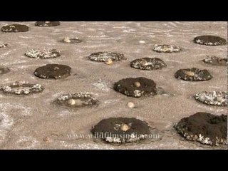 Abandoned Lesser Flamingo nests - very sad!