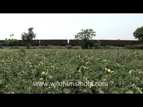 Goods train passing through fields, India