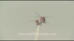 Jaw dropping helicopter stunts, India