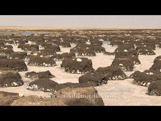 Abandoned flamingo nests in little Rann of Kutch!
