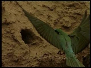 Blue tailed bee-eater in the terai Shivaliks