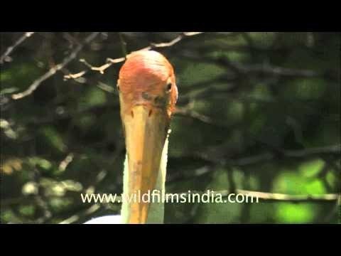 Painted storks perching on tree tops inside Delhi Zoo