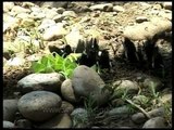 Sub-Himalayan butterflies clustered on a stream-bed...