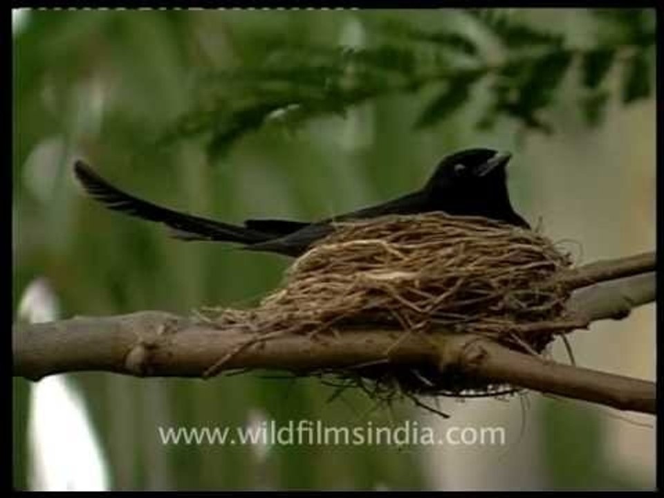 Black Drongo at its nest...