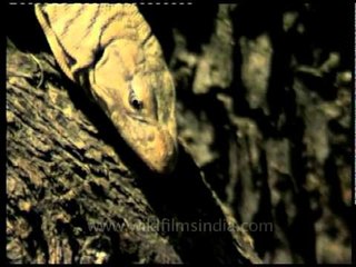 Monitor lizards eyeing its prey in the Shivalik