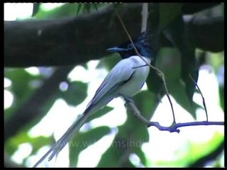 Paradise Flycatcher in the Shivalik range