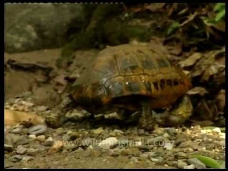 Tortoise crawling near Ramnagar forest!
