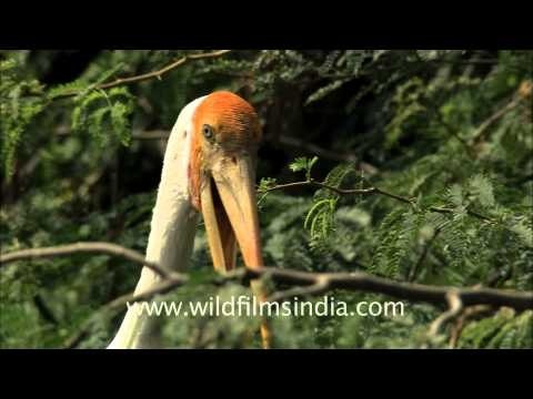 Painted storks at the Delhi Zoo