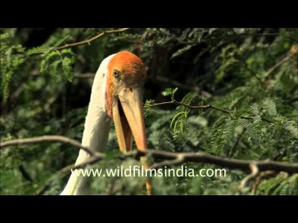 Painted storks at the Delhi Zoo