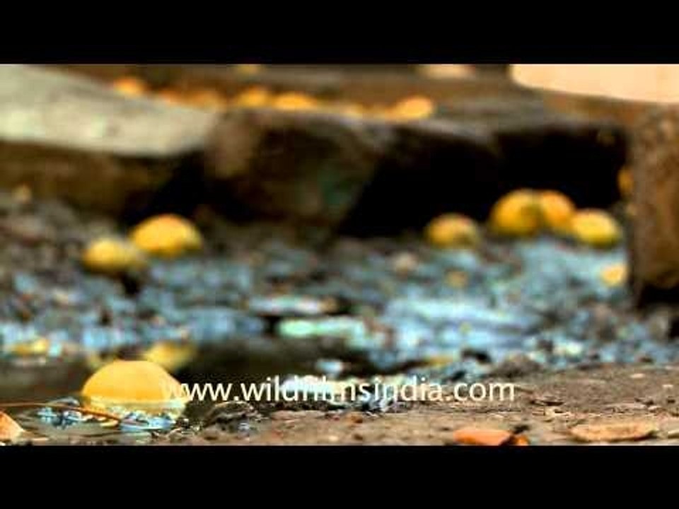 Look at these wasted lemon peels!