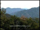 Trees sway to gusty winds at Ananda, Narendranagar