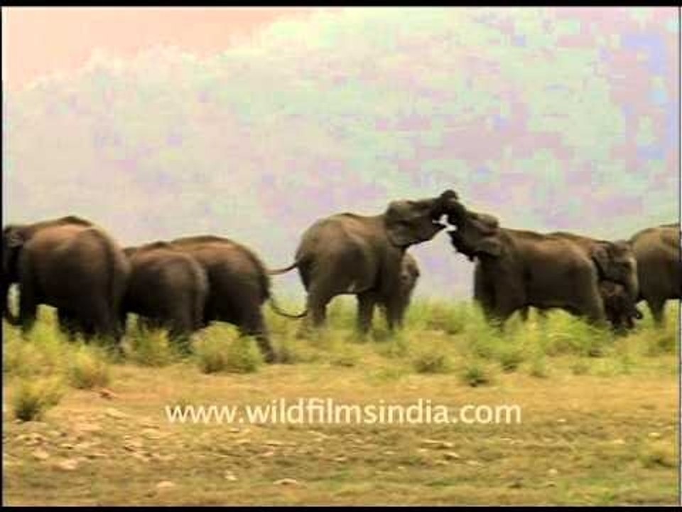 Fighting Elephants!
