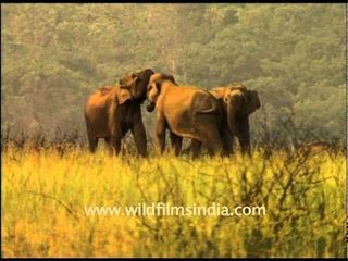 Elephants - family fights!