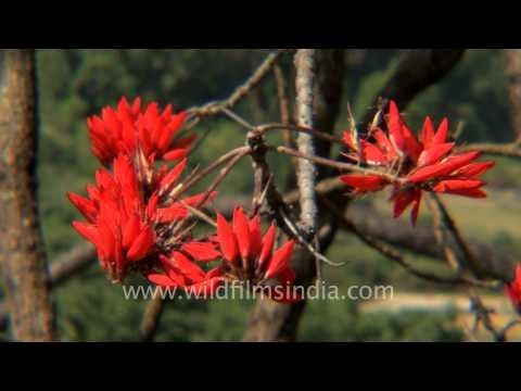 Flowering Coral and Kachnar trees near Uttarkashi