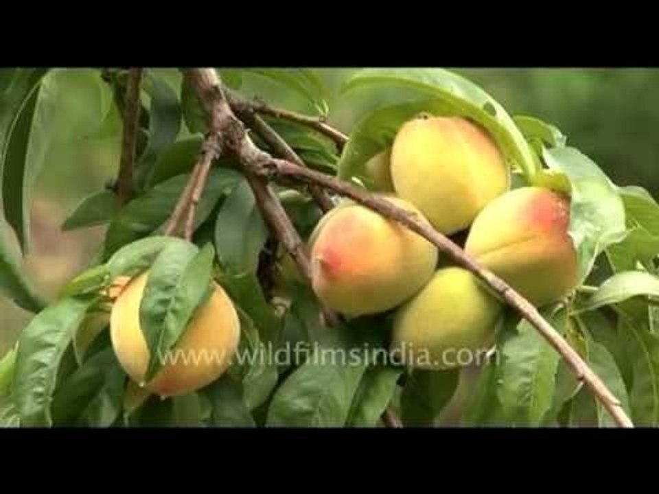 Juicy peaches from the Himalaya!