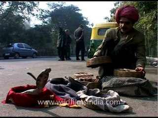 Delhi snake charmer in action