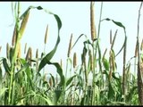 Agricultural landscape of India