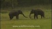 Elephants - The wild wrestlers, fighting!!