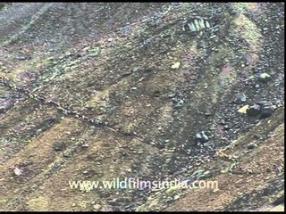 Once in every twelve years - The Nanda Devi Jat Yatra