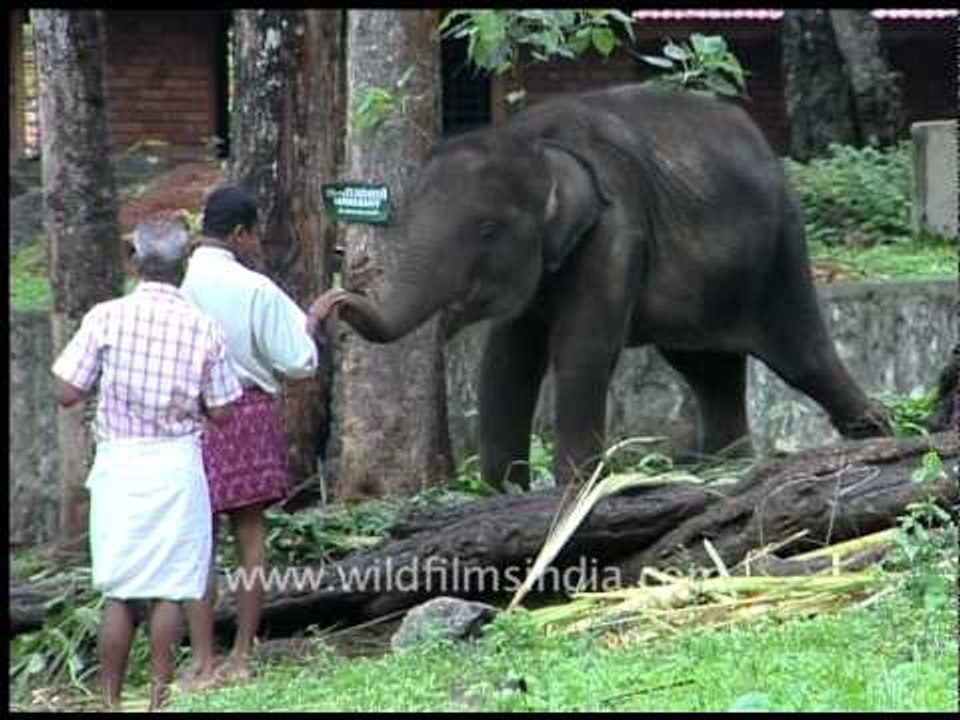 Elephant camp, India