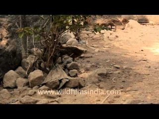 Whistling Duck and Lizard, Indonesia