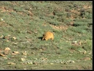 Mountain squirrels - Marmots