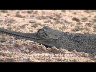 "Save Gharial!!" - says National Chambal Sanctuary