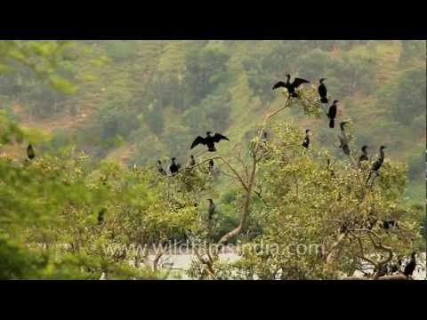 Snake like birds - Little Black Cormorants!