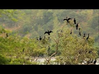 Snake like birds - Little Black Cormorants!