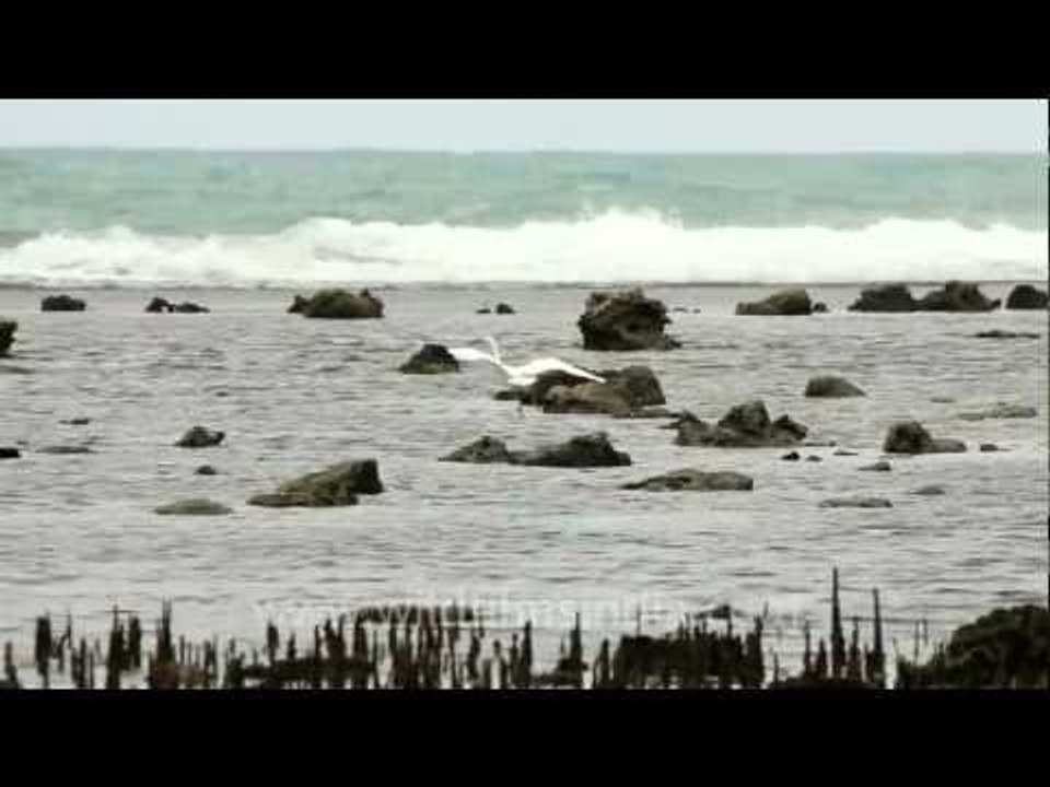 Egret along Timor beach