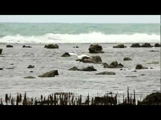 Egret along Timor beach
