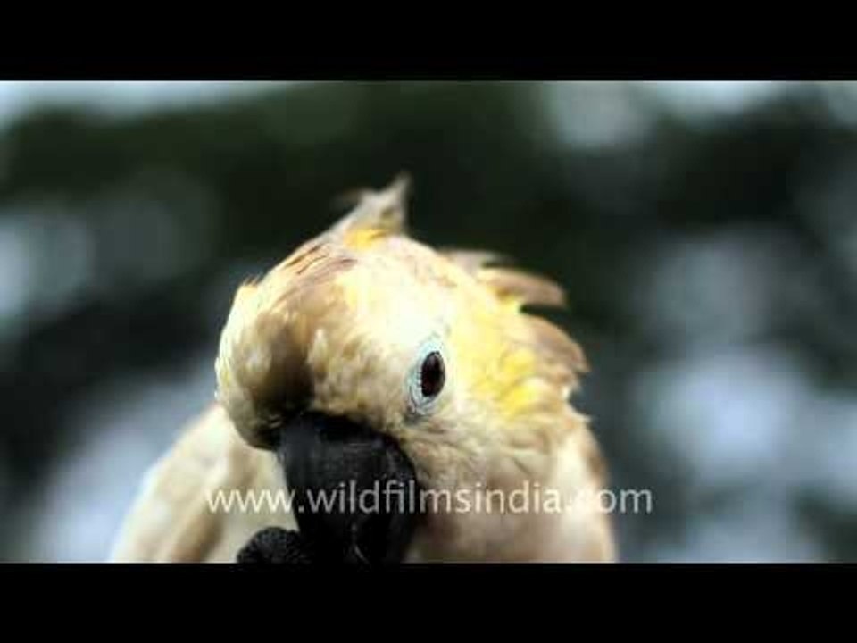 The White Cockatoo