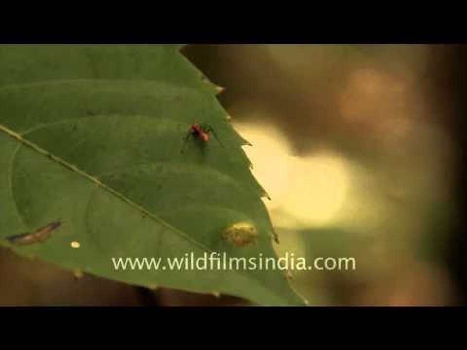 Bee, Leech and Ant - Timor