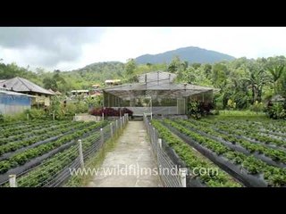 Bedugul Botanical Gardens, Indonesia