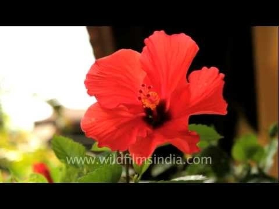 Hibiscus