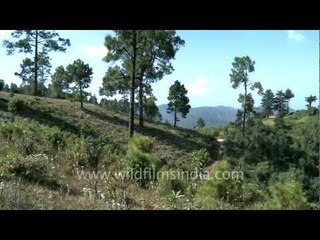 Talc mines of Bageshwar beyond Jariyakhali