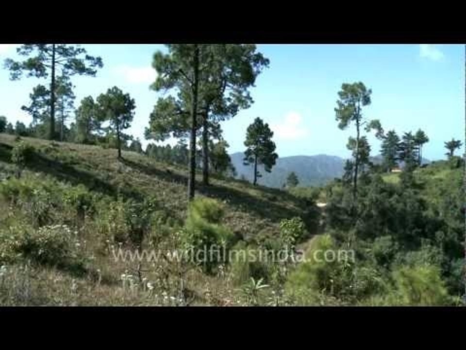 Talc mines of Bageshwar beyond Jariyakhali