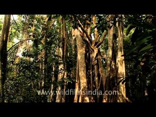 Forest in Jaco, East Timor