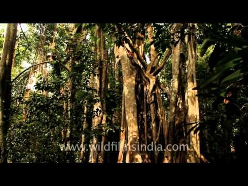 Forest in Jaco, East Timor