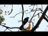 Asian Koel in a Thai Forest
