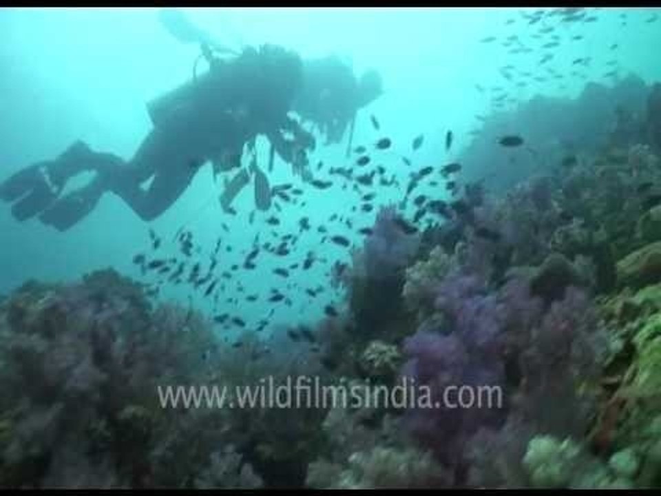 Under water scuba divers