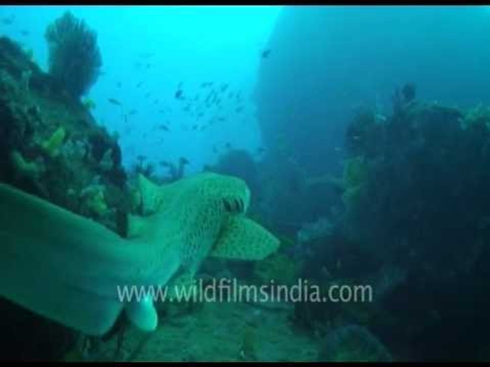 Zebra Shark