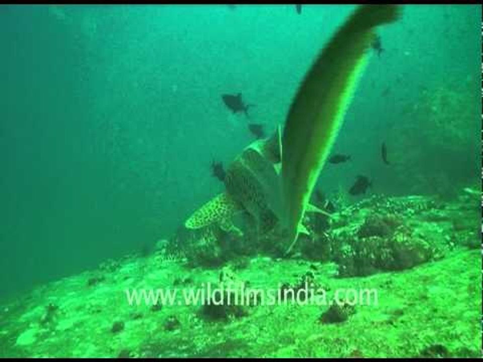 Leopard shark on the move