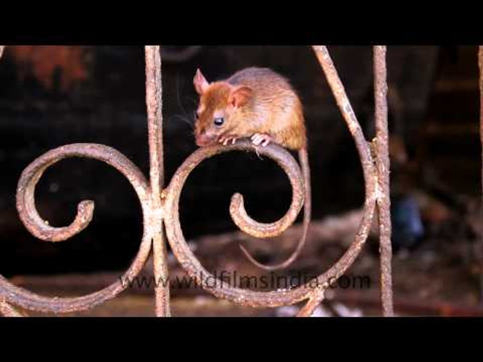 Rats rule here!