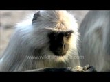 Long-tailed Monkeys