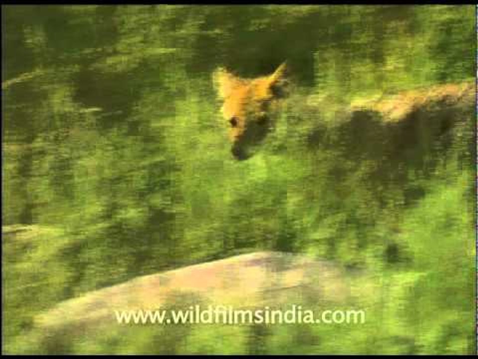 Jackals running in the wild